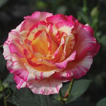 Роза чайно-гибридная ‘Maurice Utrillo’
